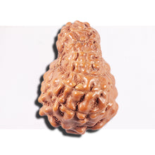 Load image into Gallery viewer, 14 mukhi Indonesian Rudraksha - Bead No. 352