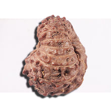Load image into Gallery viewer, 14 mukhi Indonesian Rudraksha - Bead No. 353