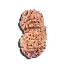 Load image into Gallery viewer, 14 mukhi Indonesian Rudraksha - Bead No. 355