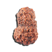 Load image into Gallery viewer, 14 mukhi Indonesian Rudraksha - Bead No. 356