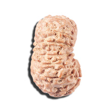 Load image into Gallery viewer, 14 mukhi Indonesian Rudraksha - Bead No. 357