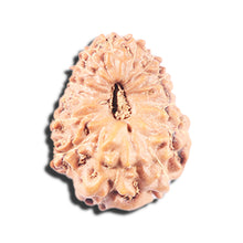 Load image into Gallery viewer, 14 mukhi Indonesian Rudraksha - Bead No. 346