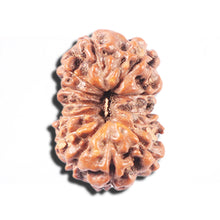 Load image into Gallery viewer, 14 mukhi Indonesian Rudraksha - Bead No. 347