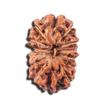 Load image into Gallery viewer, 14 mukhi Indonesian Rudraksha - Bead No. 351