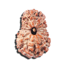 Load image into Gallery viewer, 14 mukhi Indonesian Rudraksha - Bead No. 358