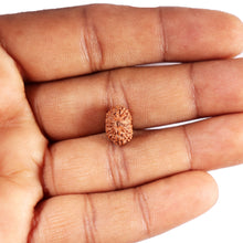 Load image into Gallery viewer, 15 Mukhi Indonesian Rudraksha - Bead No. 261