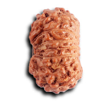 Load image into Gallery viewer, 15 Mukhi Indonesian Rudraksha - Bead No. 261