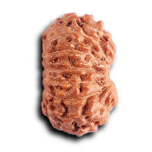 Load image into Gallery viewer, 15 Mukhi Indonesian Rudraksha - Bead No. 261