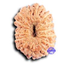 Load image into Gallery viewer, 15 Mukhi Indonesian Rudraksha - Bead No. 262
