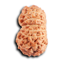Load image into Gallery viewer, 15 Mukhi Indonesian Rudraksha - Bead No. 262