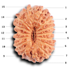 Load image into Gallery viewer, 15 Mukhi Indonesian Rudraksha - Bead No.264