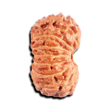Load image into Gallery viewer, 15 Mukhi Indonesian Rudraksha - Bead No.264