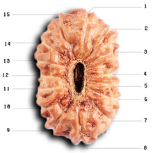 Load image into Gallery viewer, 15 Mukhi Indonesian Rudraksha - Bead No. 265
