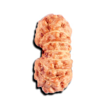 Load image into Gallery viewer, 15 Mukhi Indonesian Rudraksha - Bead No. 265
