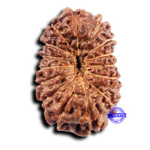 Load image into Gallery viewer, 15 Mukhi Indonesian Rudraksha - Bead No. 267
