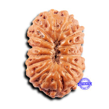 Load image into Gallery viewer, 15 Mukhi Indonesian Rudraksha - Bead No.269