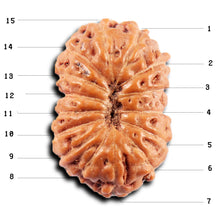 Load image into Gallery viewer, 15 Mukhi Indonesian Rudraksha - Bead No.269