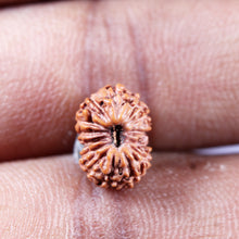 Load image into Gallery viewer, 15 Mukhi Indonesian Rudraksha - Bead No.269