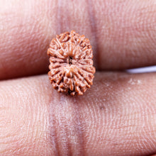 Load image into Gallery viewer, 15 Mukhi Indonesian Rudraksha - Bead No.270