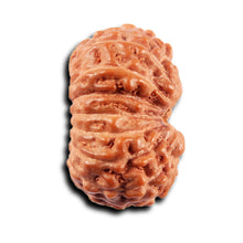 Load image into Gallery viewer, 15 Mukhi Indonesian Rudraksha - Bead No.270