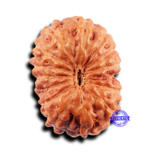 Load image into Gallery viewer, 15 Mukhi Indonesian Rudraksha - Bead No.271