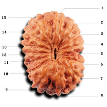 Load image into Gallery viewer, 15 Mukhi Indonesian Rudraksha - Bead No.271
