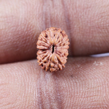 Load image into Gallery viewer, 15 Mukhi Indonesian Rudraksha - Bead No.271