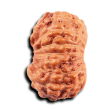 Load image into Gallery viewer, 15 Mukhi Indonesian Rudraksha - Bead No.271