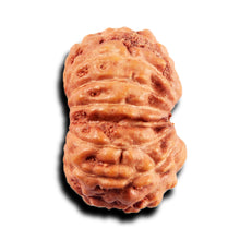 Load image into Gallery viewer, 15 Mukhi Indonesian Rudraksha - Bead No.271