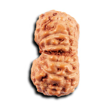 Load image into Gallery viewer, 15 Mukhi Indonesian Rudraksha - Bead No.272