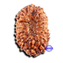 Load image into Gallery viewer, 15 Mukhi Indonesian Rudraksha - Bead No.273