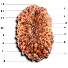 Load image into Gallery viewer, 15 Mukhi Indonesian Rudraksha - Bead No.273