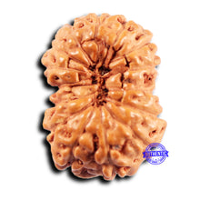 Load image into Gallery viewer, 15 Mukhi Indonesian Rudraksha - Bead No.274