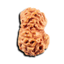 Load image into Gallery viewer, 15 Mukhi Indonesian Rudraksha - Bead No.274