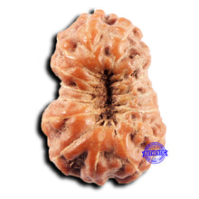 Load image into Gallery viewer, 15 Mukhi Indonesian Rudraksha - Bead No.275
