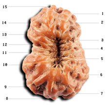 Load image into Gallery viewer, 15 Mukhi Indonesian Rudraksha - Bead No.275