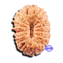 Load image into Gallery viewer, 15 Mukhi Indonesian Rudraksha - Bead No.276