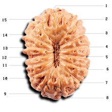 Load image into Gallery viewer, 15 Mukhi Indonesian Rudraksha - Bead No.276