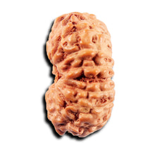 Load image into Gallery viewer, 15 Mukhi Indonesian Rudraksha - Bead No.276