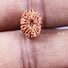 Load image into Gallery viewer, 15 Mukhi Indonesian Rudraksha - Bead No.276