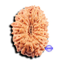Load image into Gallery viewer, 15 Mukhi Indonesian Rudraksha - Bead No.277