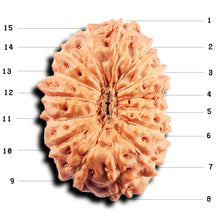Load image into Gallery viewer, 15 Mukhi Indonesian Rudraksha - Bead No.277