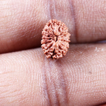Load image into Gallery viewer, 15 Mukhi Indonesian Rudraksha - Bead No.277