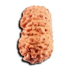 Load image into Gallery viewer, 15 Mukhi Indonesian Rudraksha - Bead No.277
