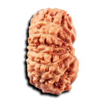 Load image into Gallery viewer, 15 Mukhi Indonesian Rudraksha - Bead No.277