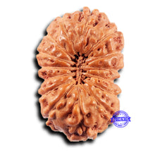 Load image into Gallery viewer, 15 Mukhi Indonesian Rudraksha - Bead No.280