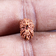 Load image into Gallery viewer, 15 Mukhi Indonesian Rudraksha - Bead No.280