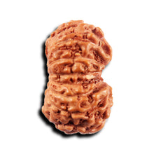 Load image into Gallery viewer, 15 Mukhi Indonesian Rudraksha - Bead No.280