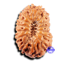 Load image into Gallery viewer, 15 Mukhi Indonesian Rudraksha - Bead No.281