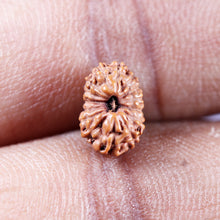Load image into Gallery viewer, 15 Mukhi Indonesian Rudraksha - Bead No.281